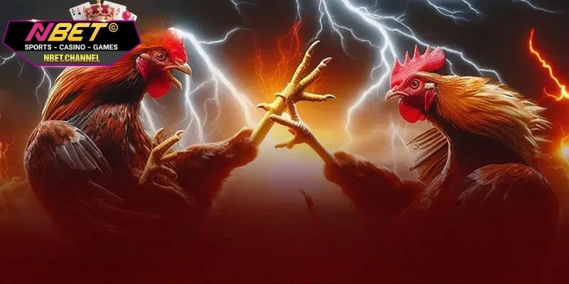 Cá Cược Đá Gà - Mẹo Hay Dành Cho Người Mới Tại NBET