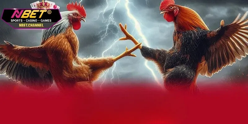 Sơ lược về thể loại cá cược đá gà