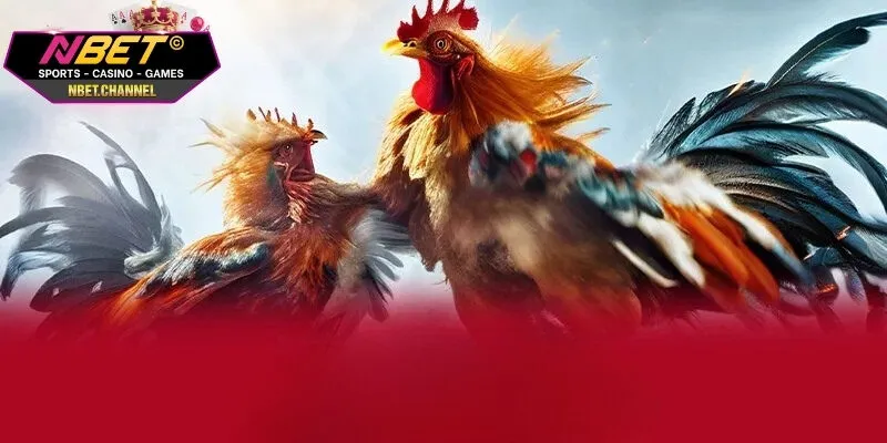 Một số hình thức cá cược đá gà thường gặp