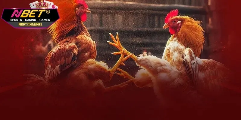 Các chiến lược chơi cá cược đá gà hiệu quả