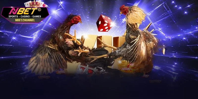 Một số kinh nghiệm tham gia đá gà Campuchia chiến thắng