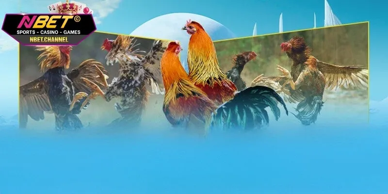 Đá Gà Cựa Dao Kịch Tính Với Hàng Nghìn Trận Đấu Cùng NBET