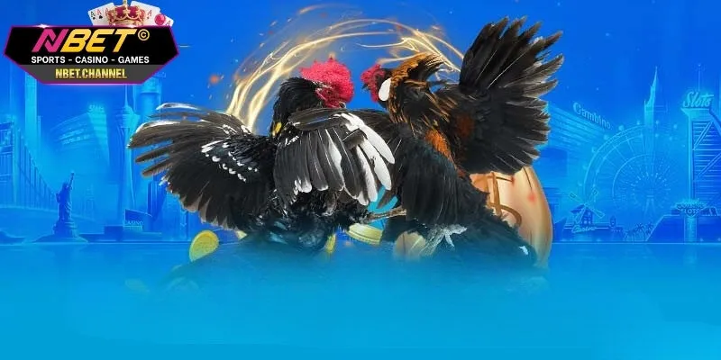 Tìm hiểu chi tiết một số thông tin thú vị về đá gà NBET