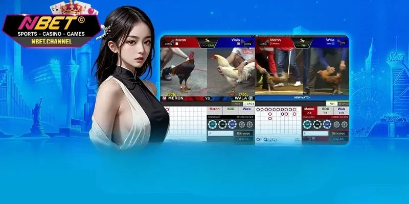 Các thể loại đá gà vô cùng thú vị mà nền tảng mang lại cho bạn