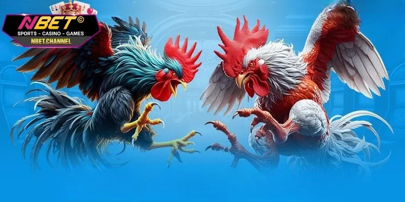 Đá Gà Thomo - Đấu Trường Chiến Kê Kịch Tính Nhất Đông Nam Á