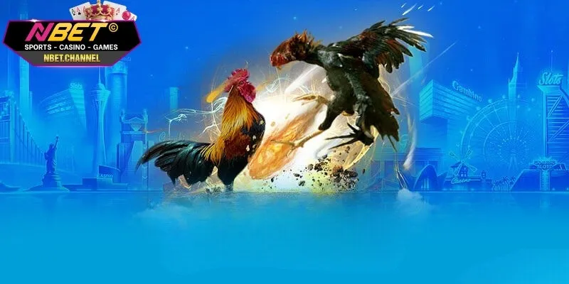 Đá Gà Tre NBET - Cơ Hội Cược Và Kiếm Thưởng Dành Cho Bạn