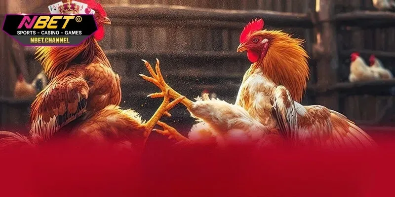 Mẹo Thắng Cược Đá Gà - Hướng Dẫn Cách Chọi Gà Hiệu Quả Cao