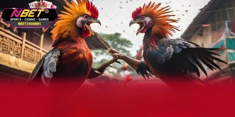 Chia sẻ các mẹo thắng cược đá gà được nhiều người sử dụng